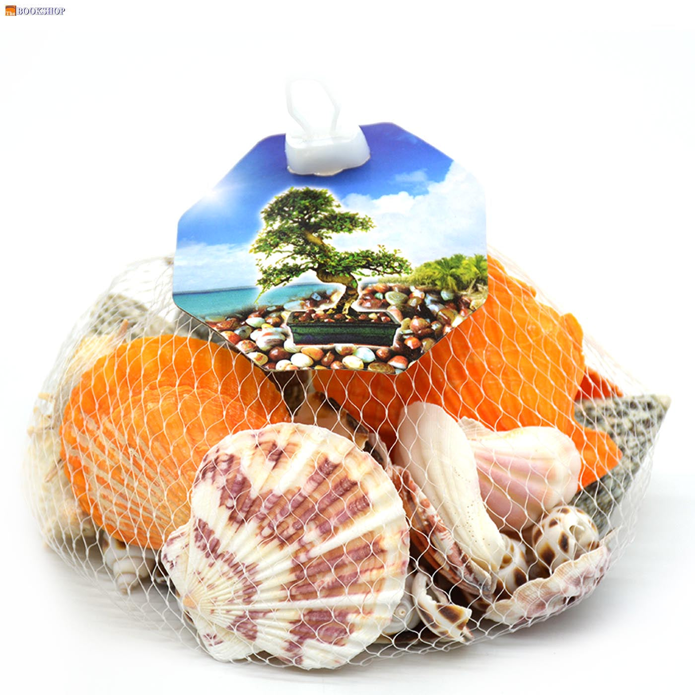 CRAFT SEA SHELL 200G 24624-1