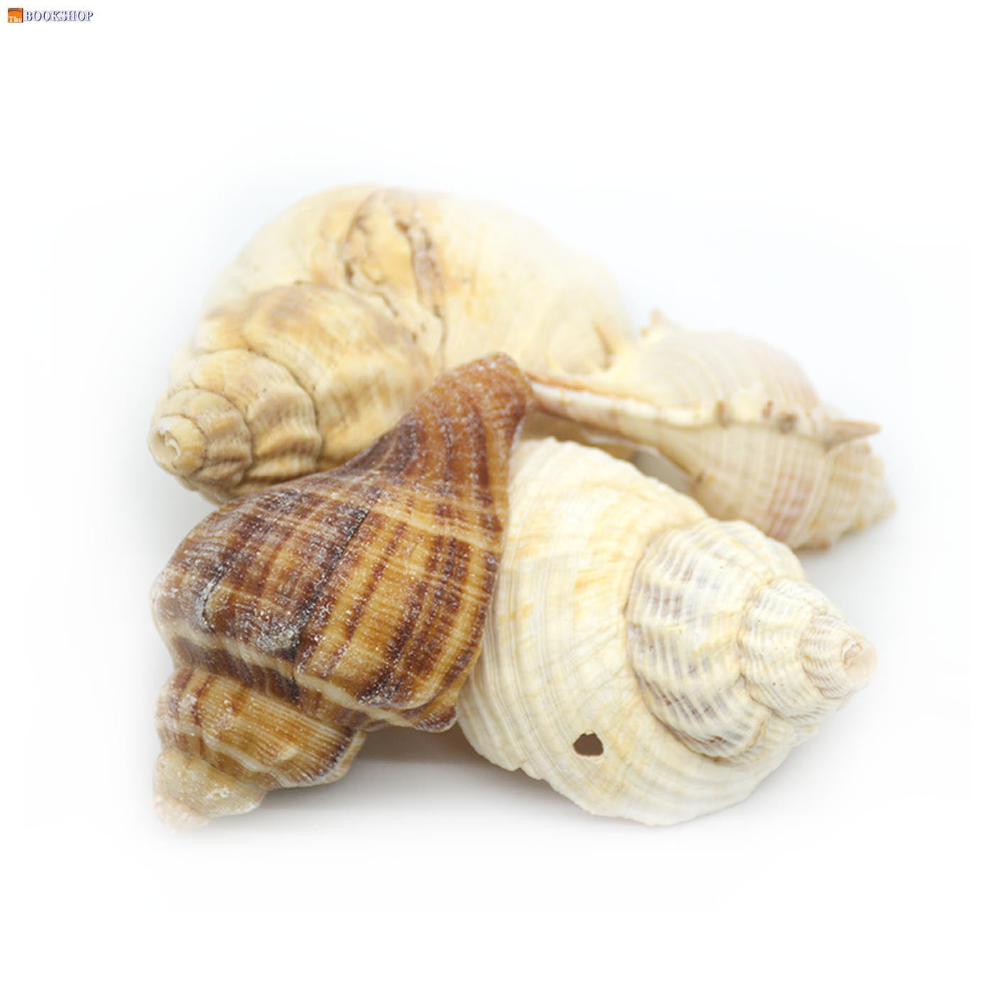 CRAFT SEA SHELL 10-1