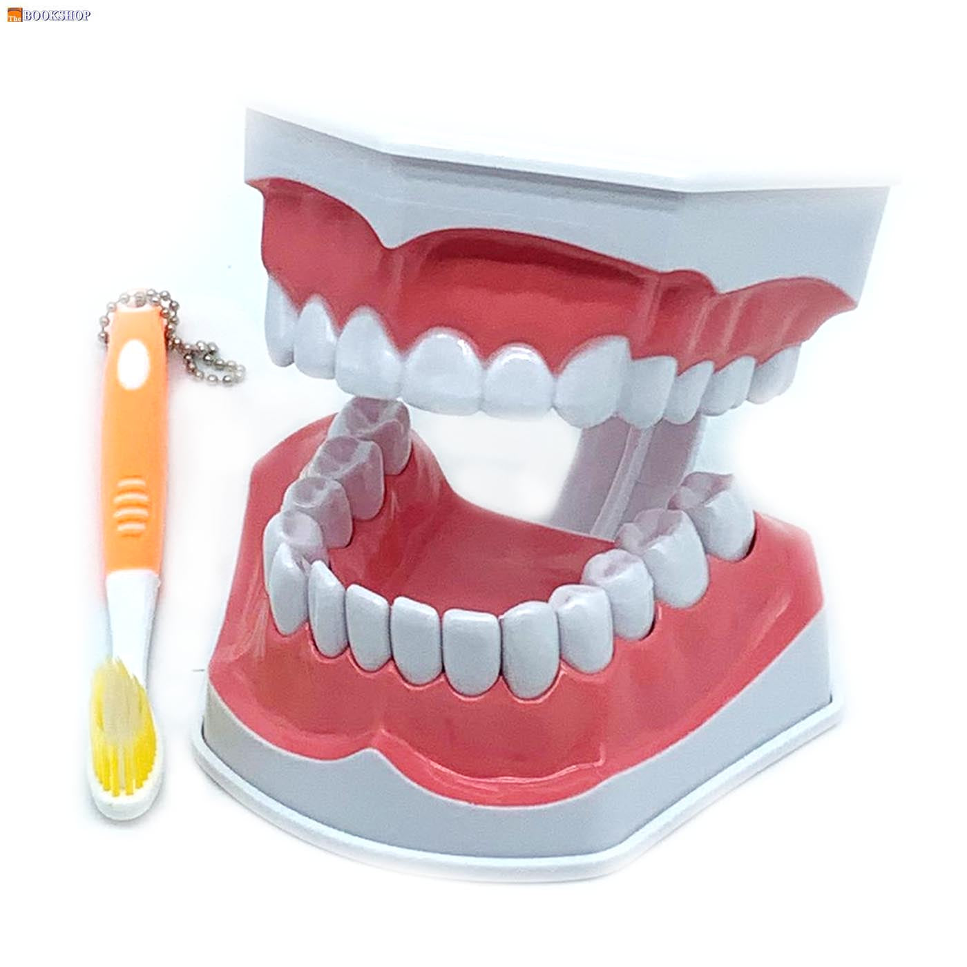 THE HEALTH CARE OF MOUTH CAVITY -SMALL