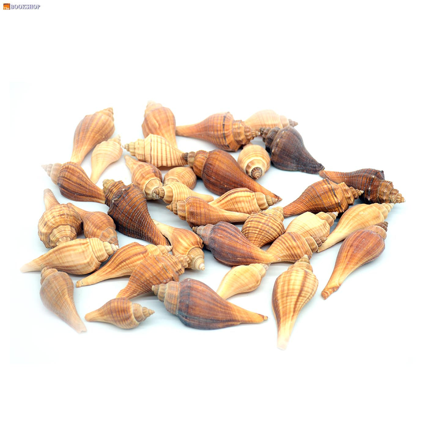 CRAFT SEA SHELL 200G 24624-2