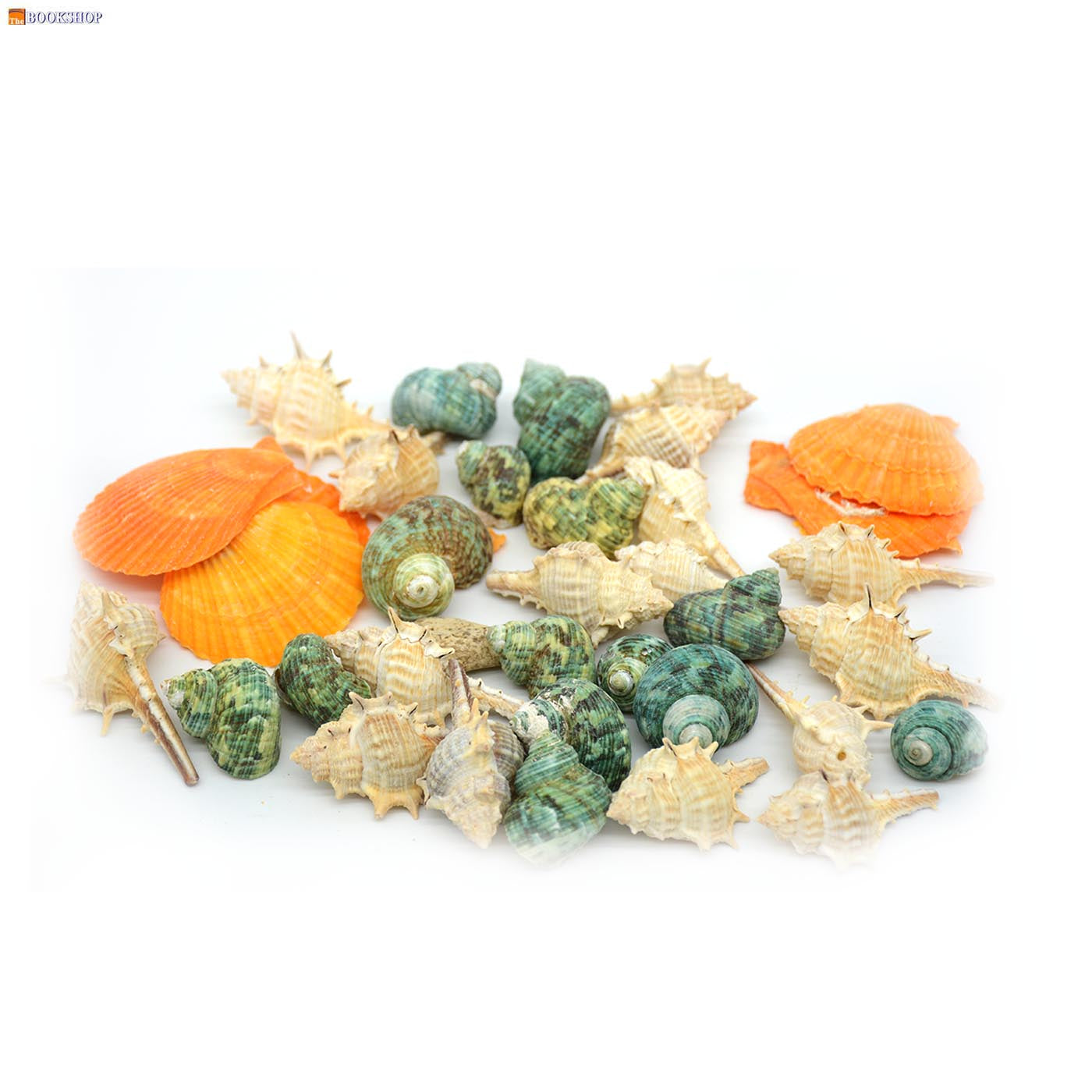 CRAFT SEA SHELL 200G 24624-4