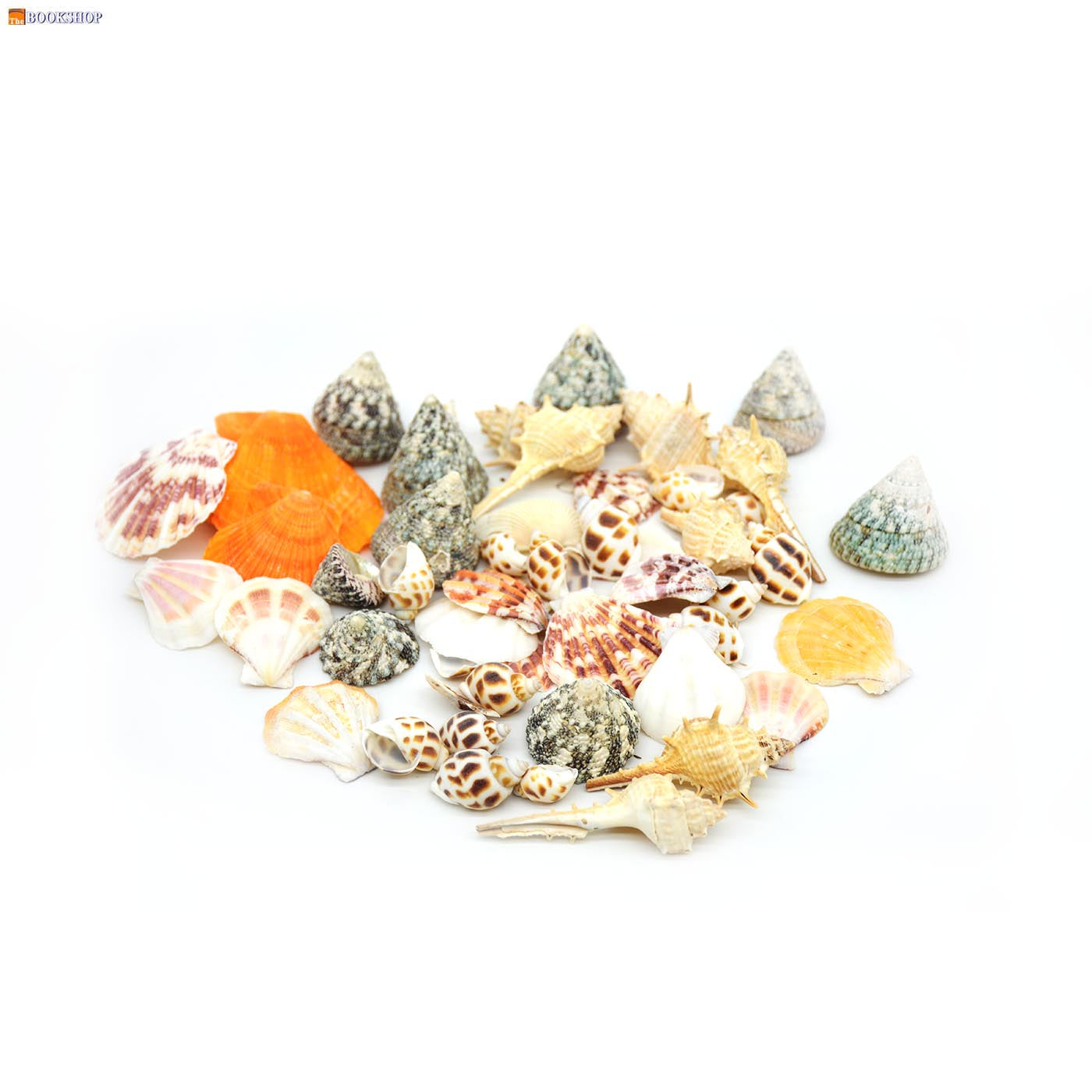 CRAFT SEA SHELL 200G 24624-1