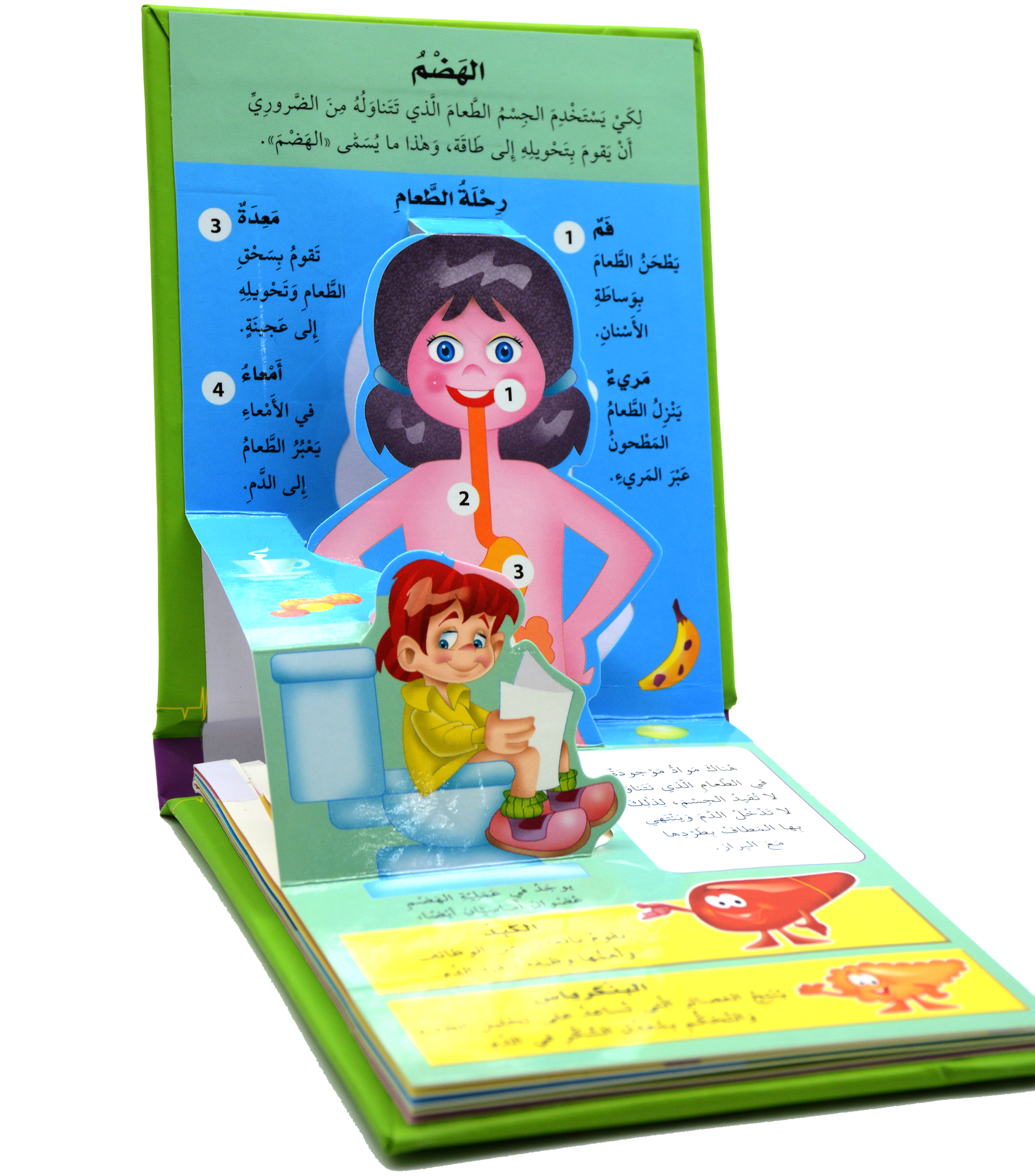 جسم الانسان - التنفس والهضم - العلوم المجسمة