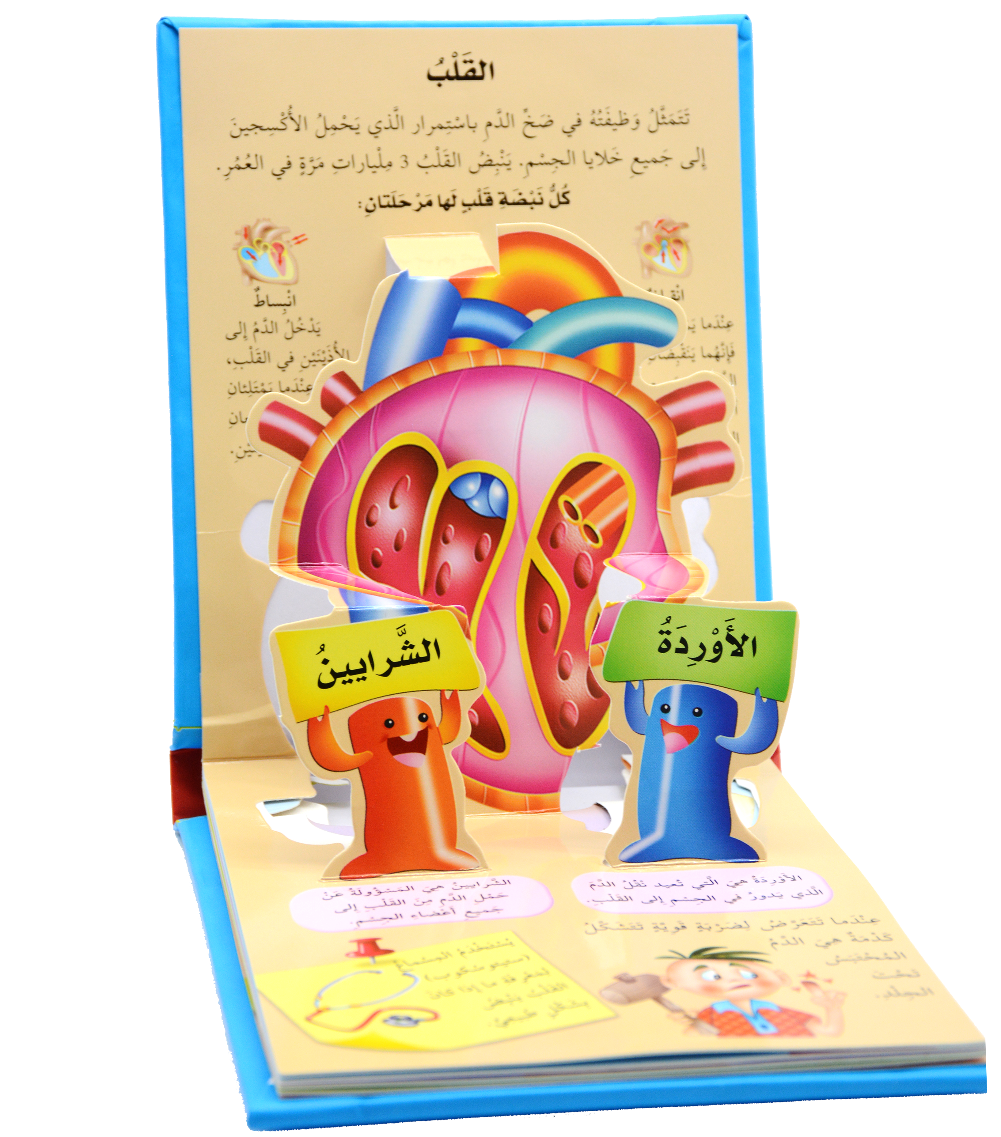 جسم الانسان - الدماغ والقلب - العلوم المجسمة