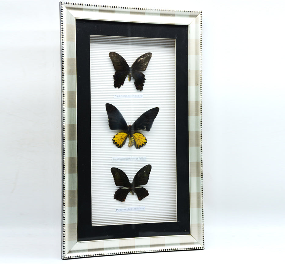 PRESERVD 3PCS BUTTERFLY FRAME فراشات محفوظة - اطار خشبي