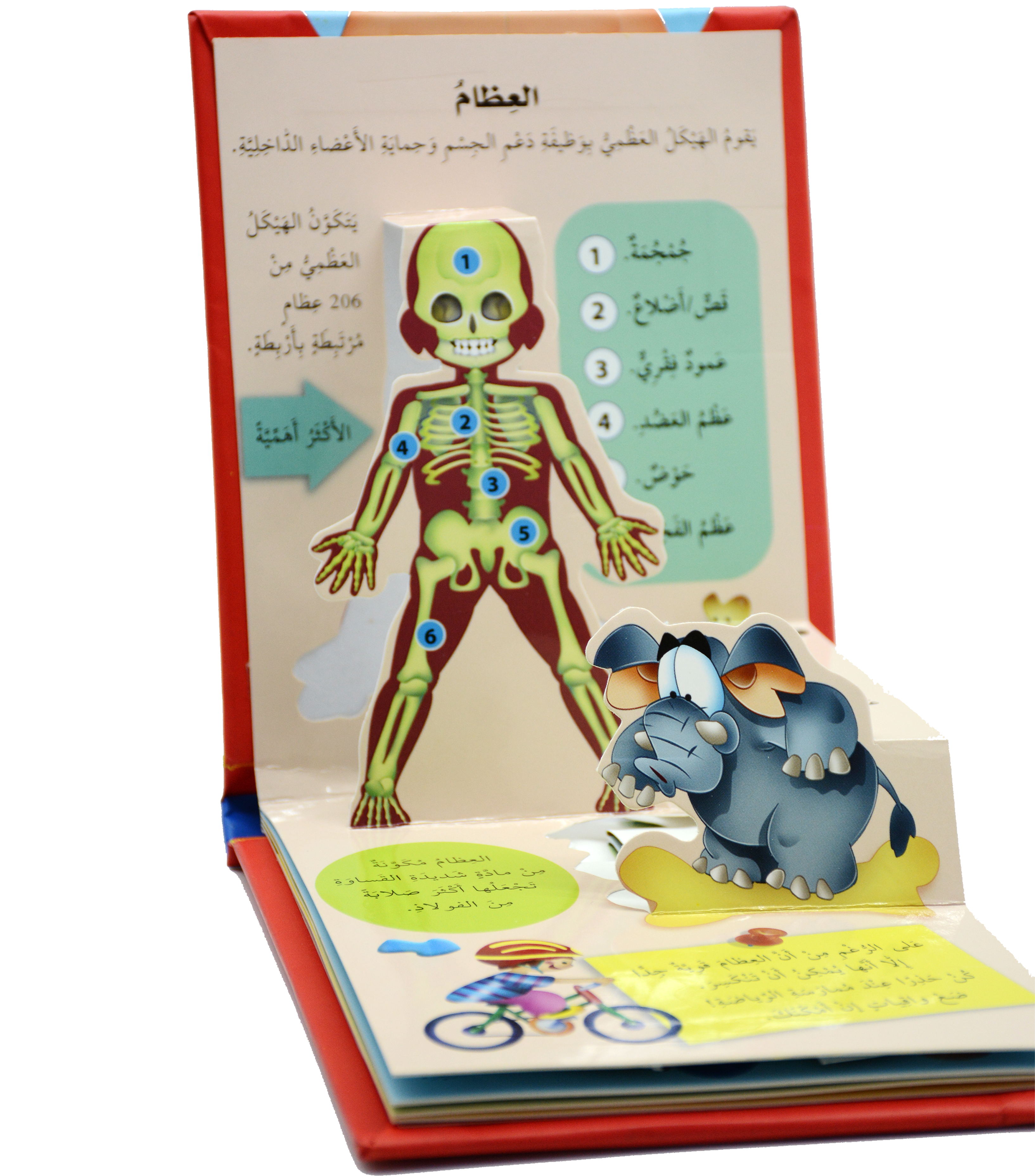 جسم الانسان - العظام والعظلات - العلوم المجسمة