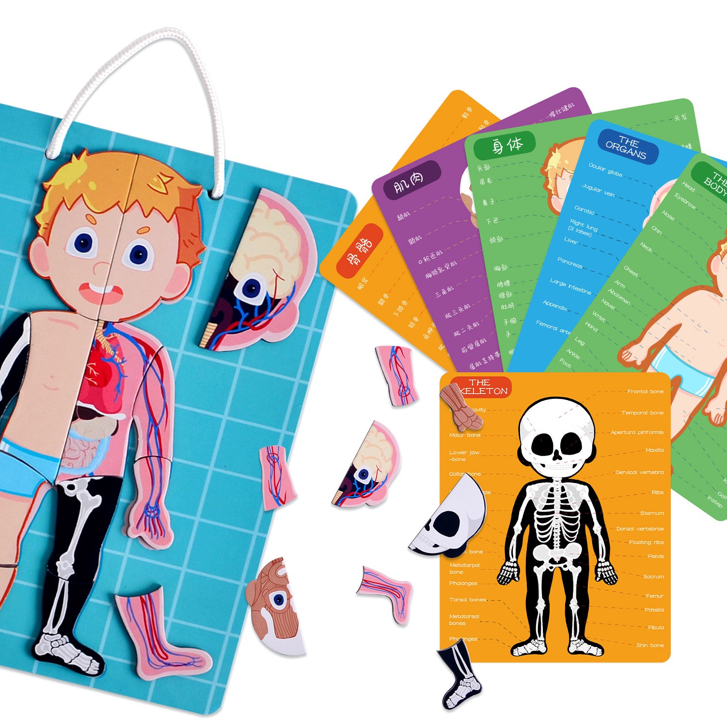 PANDA JUNIORS MAGNETIC PUZZLE GAME-HUMAN BODY 48PCS