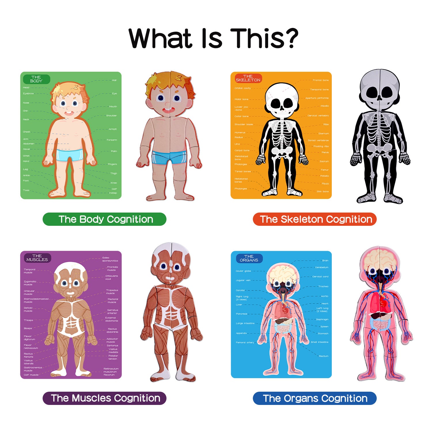 PANDA JUNIORS MAGNETIC PUZZLE GAME-HUMAN BODY 48PCS