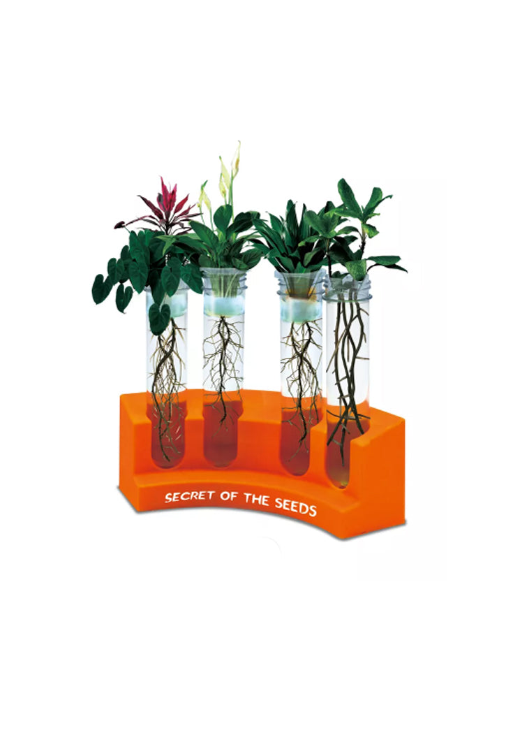 BIG BANG SCIENCE-EXPLORE GROWTH OF PLANTS 17TOOLS